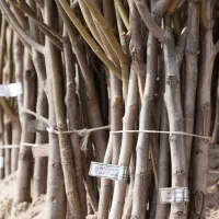 نهال گردو بادام گیلاس نوری هلو شلیل