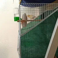 قناری ماده پرتقالی|پرنده|مشهد, فارغ التحصیلان|دیوار