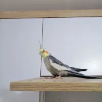 عروس هلندی سخنگو|پرنده|سمنان, |دیوار