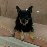 سگ شیواوا|سگ|تهران, یوسف‌آباد|دیوار