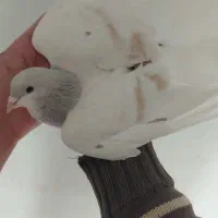 ساده|پرنده|تربت‌حیدریه, بی بی حسنیه|دیوار