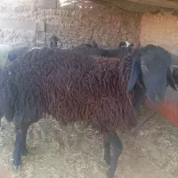 میش چاق .بره چاق
