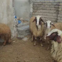 قوچ سنجابی اصل