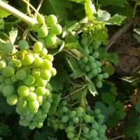 ابغوره تازه امسال علا به شرط