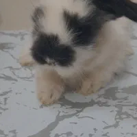 فروش خرگوش|موش و خرگوش|اصفهان, زاجان|دیوار