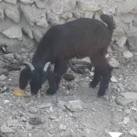 کهر نر رودان