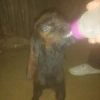 بزغاله خوشتیپ