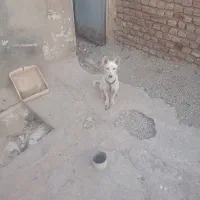 سگ پاکوتاه