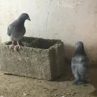 کفتر پولکی|پرنده|بیرجند, |دیوار