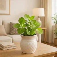 گل نعنا آفریقایی دافع حشرات ارسال رایگان + هدیه