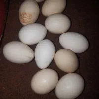 تخم سیبرایت.گُلد ، سیلور ، بوف