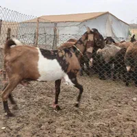 بز پلنگی|حیوانات مزرعه|بروجرد, |دیوار