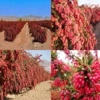 نهال زرشک و انواع نهال دیگر|گل و گیاه طبیعی|پیشخور, |دیوار