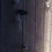 کبوتر پشت دار باخت رفته|پرنده|کرج, خرمدشت|دیوار