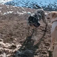 سگ سرابی|حیوانات|تربت جام, میان جام|دیوار