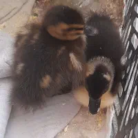 فروش جوجه اردک