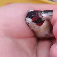 سهره نر|پرنده|فولادشهر, زاینده رود|دیوار