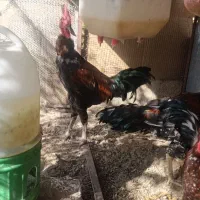 خروس گردن لخت|حیوانات مزرعه|خاش, |دیوار