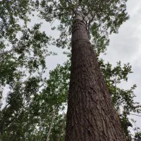 فروش درخت ۱۵ ساله صنوبر|گل و گیاه طبیعی|رودبنه, |دیوار