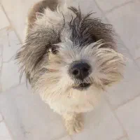 سگ تیرییر|سگ|یزد, |دیوار