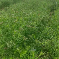 خرید و فروش زیره سبز کرابیه|خوردنی و آشامیدنی|مشهد, نوید|دیوار