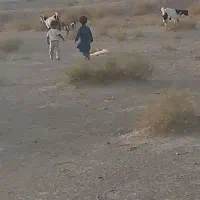 گم شده