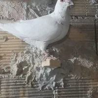 کبوتر فروشی