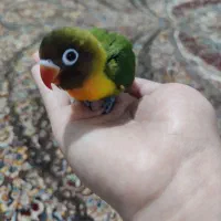 طوطی برزیلی