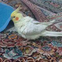 عروس هلندی|پرنده|کازرون, |دیوار