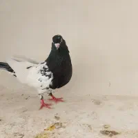 نر سر سیا سوراخ