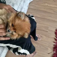 دو عدد توله پامرین خرسی سفید و قهوه ای|سگ|تهران, جمال‌زاده|دیوار