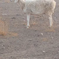 میش چینی