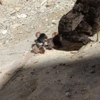 مرغ کرچ با 5 جوجه|حیوانات مزرعه|سراوان, |دیوار