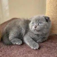 چشم گنده های پشمالو