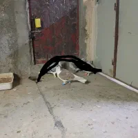 کبوتر پرشی|پرنده|نیشابور, شهید بهشتی|دیوار