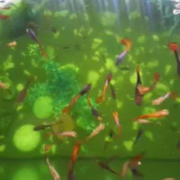 ماهی کوپی|ماهی|مشهد, نوید|دیوار