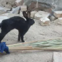 ‌خرگوش‌نر