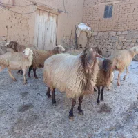 قوچ|حیوانات مزرعه|گرمخان, |دیوار