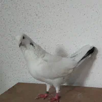 کفتر نر پرشی