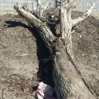 تنه درخت گردو