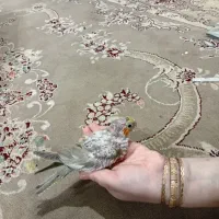 جوجه سرلاکی عروس هلندی آهویی