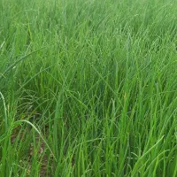 نشاه پیاز توافقی...