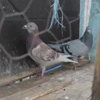 دوماده پلاکی خالص اصل پرینت دار|پرنده|دزفول, |دیوار