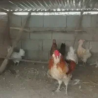 فروش ۴عددمرغ گلین به همراه یک عددخروس سالم|حیوانات مزرعه|بندر انزلی, چهارفریضه|دیوار