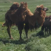 دو کوهان اصل نر