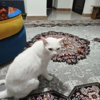 واگذاری گربه