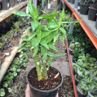 بامبو لوتوس