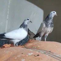 کبوتر کله دم سبز