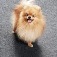 سگ پامر،پامرانین خرسی نر پاکوتاه،فانتزی‌،سگ بالغ