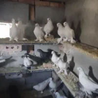 کبوتر|پرنده|تبریز, |دیوار